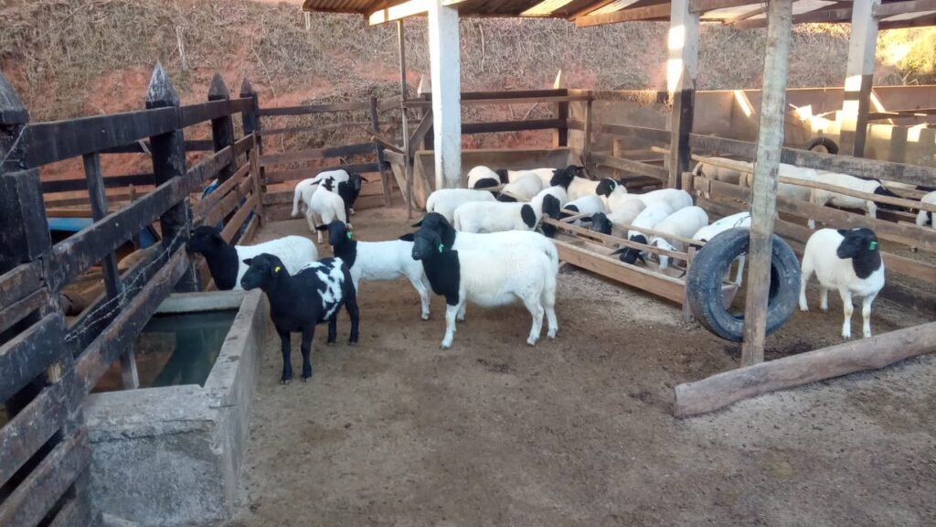 Ovelhas pastando em um campo verde sob o céu azul, representando a criação de ovinos em ambiente country.