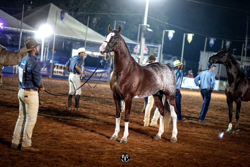 Cavalo Mangalarga em competição, representando a excelência na criação de cavalos campeões.