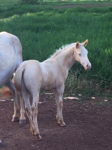 Cavalo Quarto de Milha em um campo verde