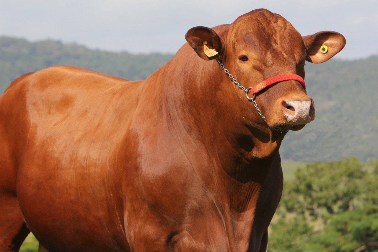 Gado de Corte no Pasto