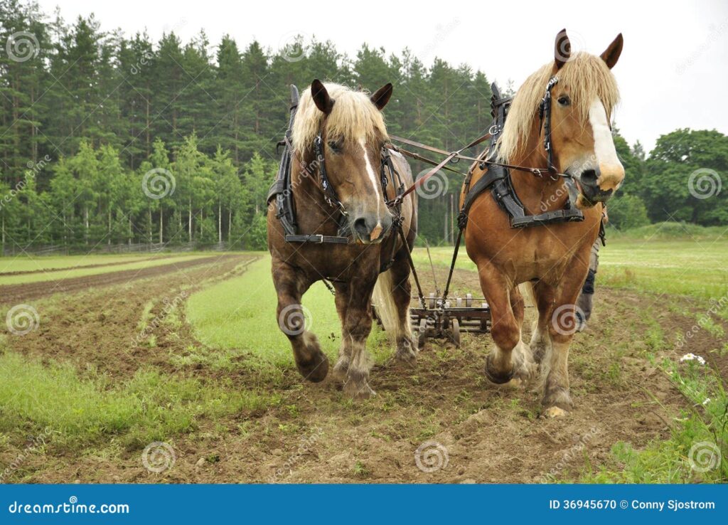 Cavalos de trabalho em um cenário country, mostrando sua força e versatilidade na lida.