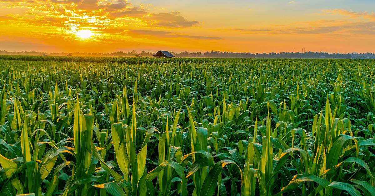 Campo de milho dourado sob um céu azul, simbolizando o sucesso da lavoura.