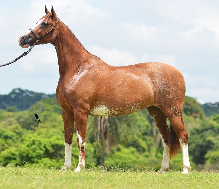 Cavalo Mangalarga em um leilão country