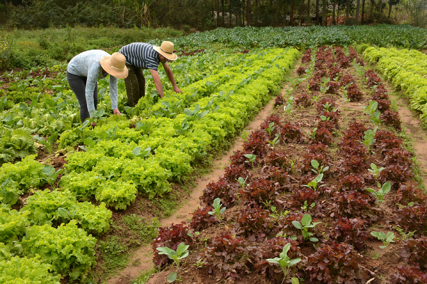 Técnicas de Cultivo Orgânico na Agricultura Country