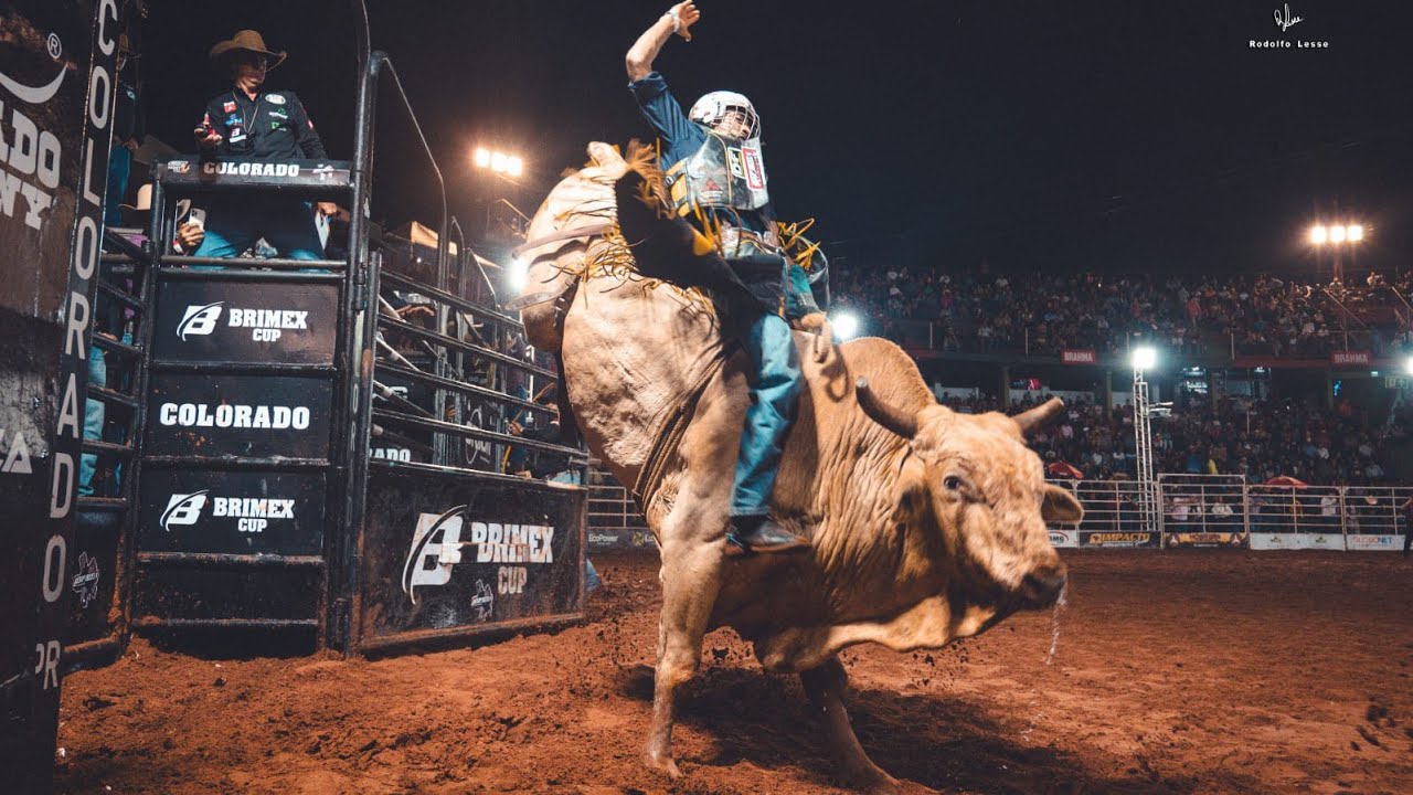 Montaria em touros com cowboy em ação durante o rodeio