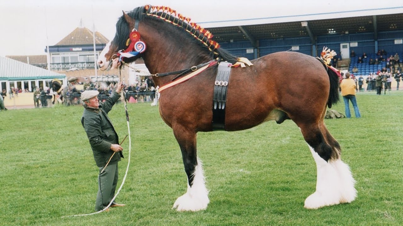 Cavalos majestosos de diferentes raças em um campo verde, simbolizando a beleza e a diversidade do mundo equestre.