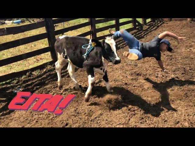 Montaria em Gado: Um cowboy se preparando para a competição de montaria em bezerro, símbolo da cultura country.