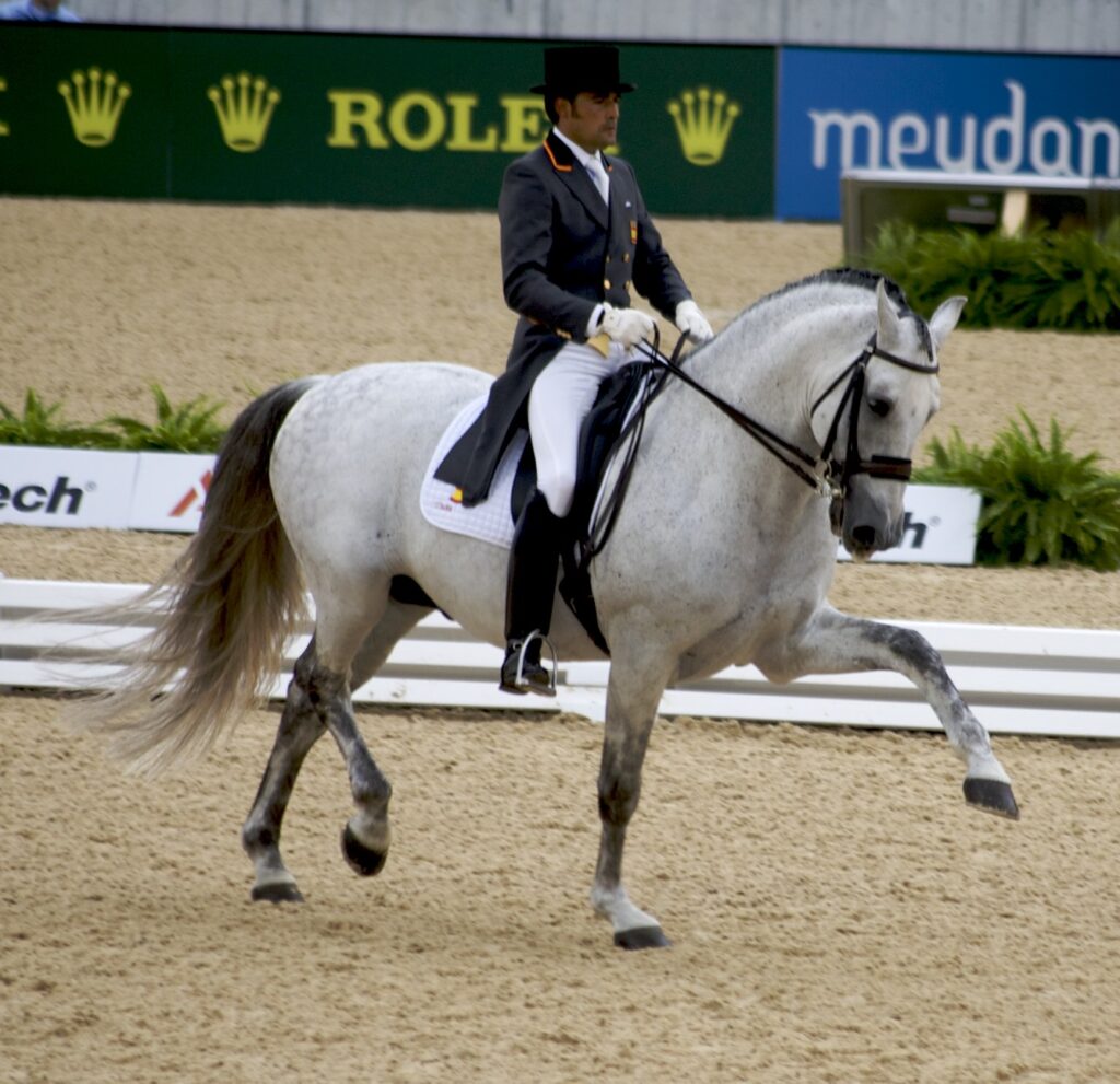 Cavalos em um treino de adestramento, destacando a beleza da equitação.