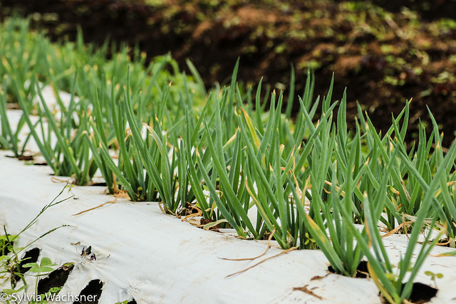 Técnicas de cultivo agroecológico em uma fazenda country, com hortaliças saudáveis e bem cuidadas.