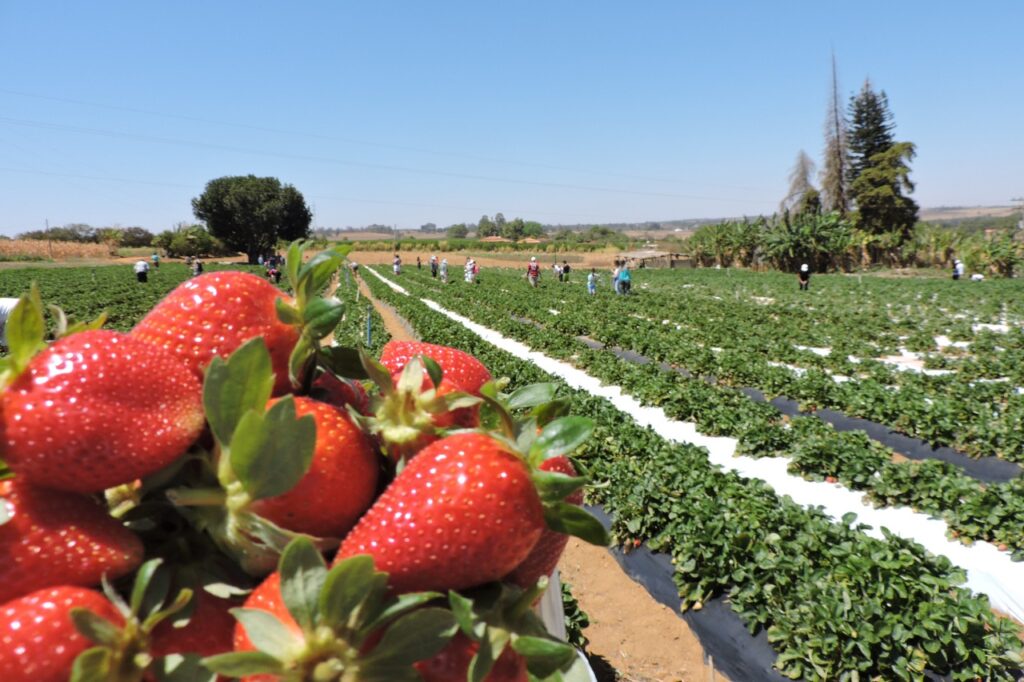 Plantação de frutas no campo com um belo amanhecer ao fundo