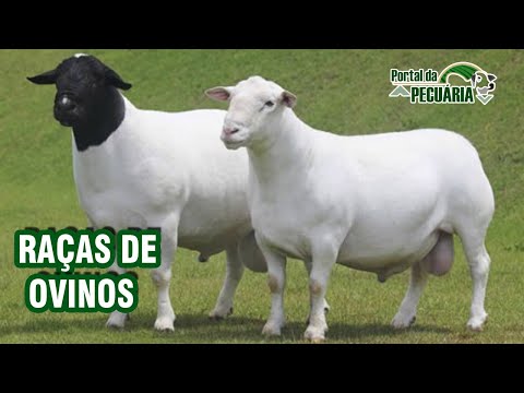 Ovelhas pastando em um campo verde, representando raças de ovinos para corte.