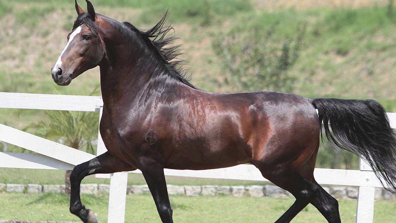 Cavalos Mangalarga pastando em um campo verde sob o céu azul