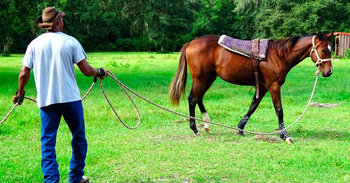 Cavalo sendo domado com técnicas de condução eficientes em cenário country