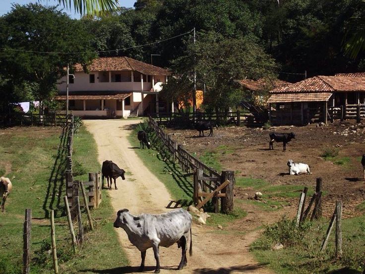 Fazenda e Rotina Rural: A vida no campo com cultivo e comunidade