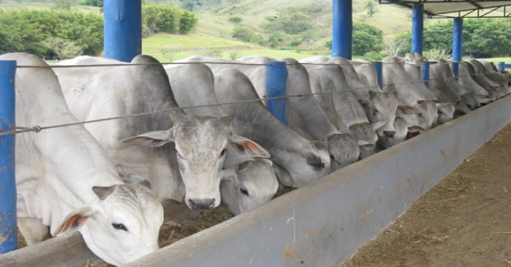 Gado pastando em um campo verde, representando a nutrição ideal para gado de corte.