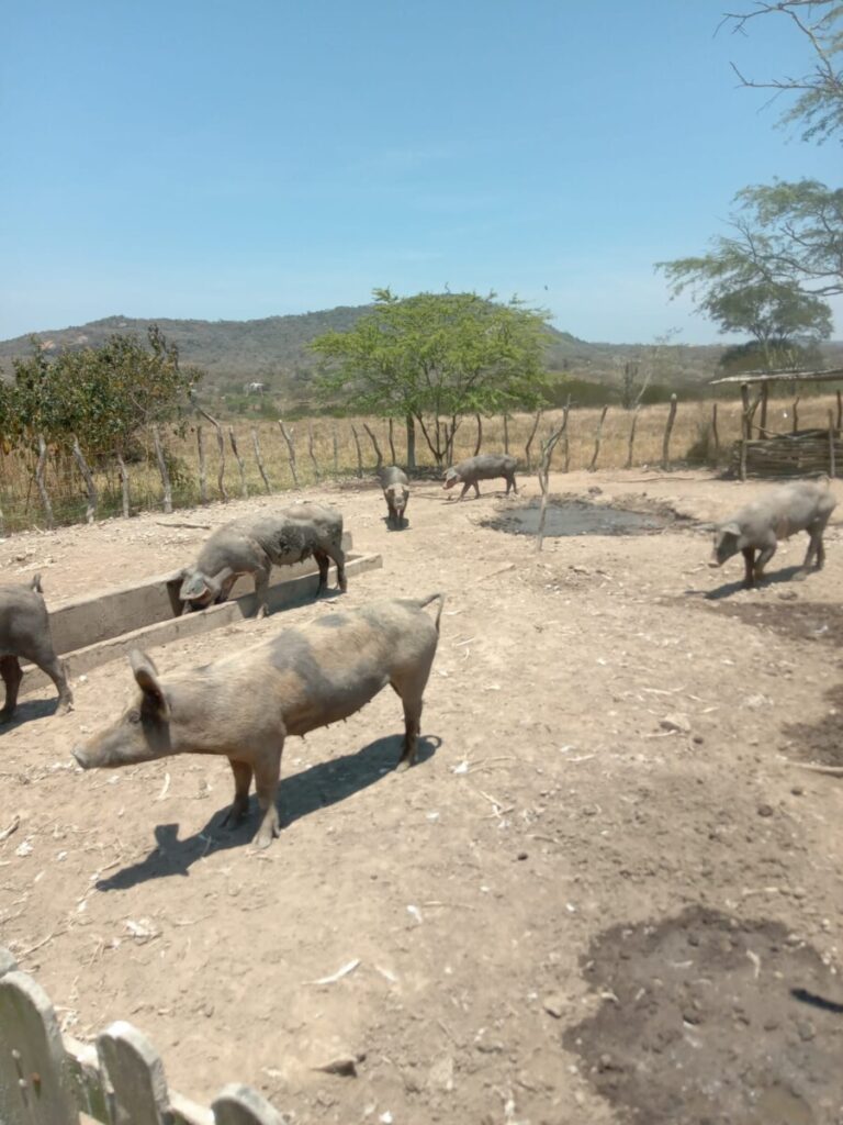 Criação de Porcos em ambiente rural com foco em suinocultura caipira.