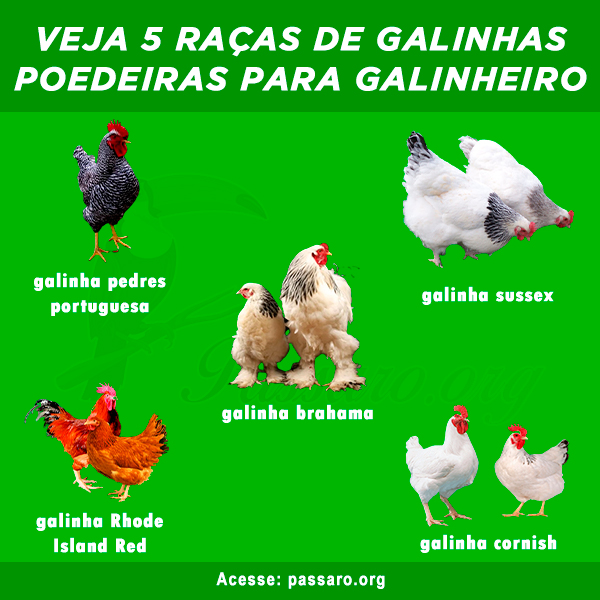 Galinhas poedeiras em um galinheiro country