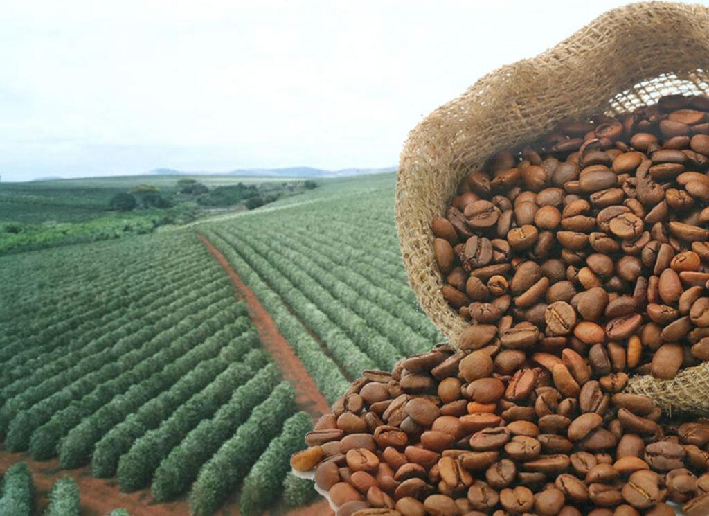 Uma vista panorâmica de uma plantação de café nas montanhas, representando a tradição e o cultivo de café no Brasil.