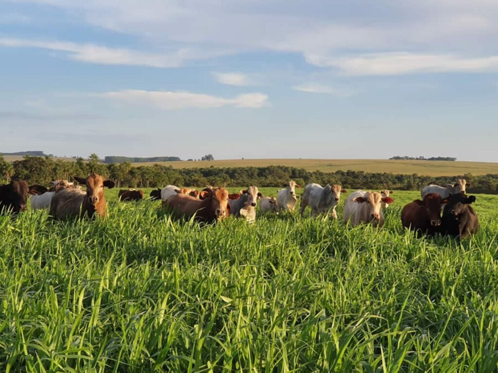 Uma paisagem campestre com vastas áreas de pastagem e gado, retratando a essência das fazendas brasileiras.