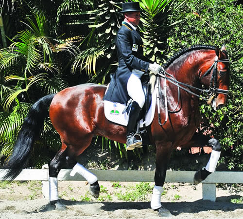 Cavalo Puro Sangue Lusitano em adestramento