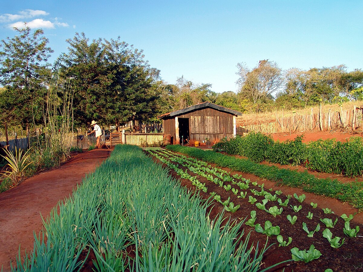 Plantação de frutas exuberante em estilo country