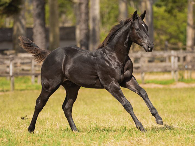 Cavalos de raça em um pasto amplo sob um céu azul, simbolizando a beleza das tradições country.