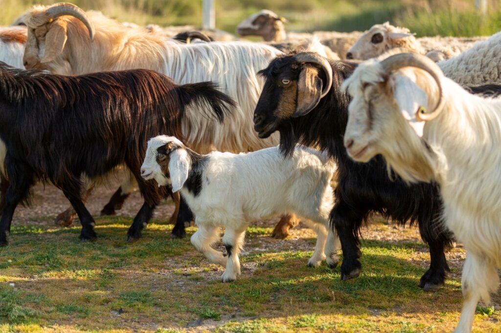 Criação de ovelhas e cabras na fazenda country