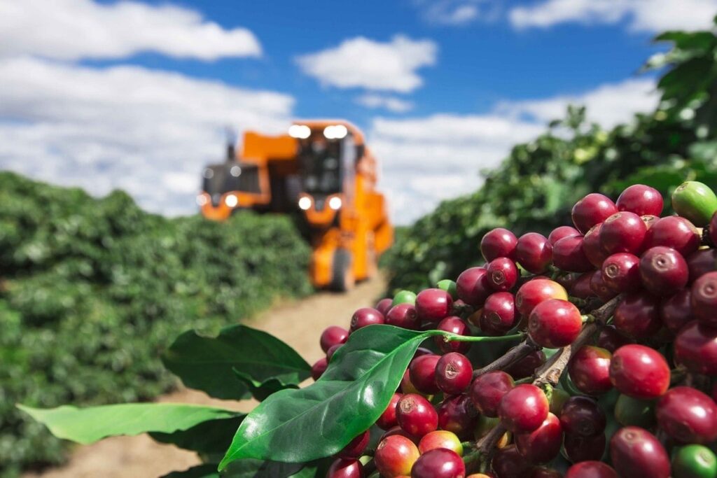 Plantação de café em um campo aberto sob o céu azul claro, refletindo a essência do campo e da vida rural.