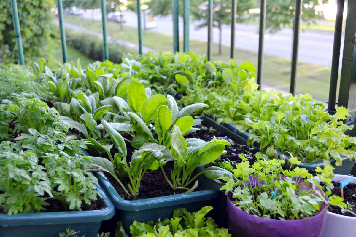 Horta caseira com vegetais frescos e bem cuidados, refletindo a vida no campo.