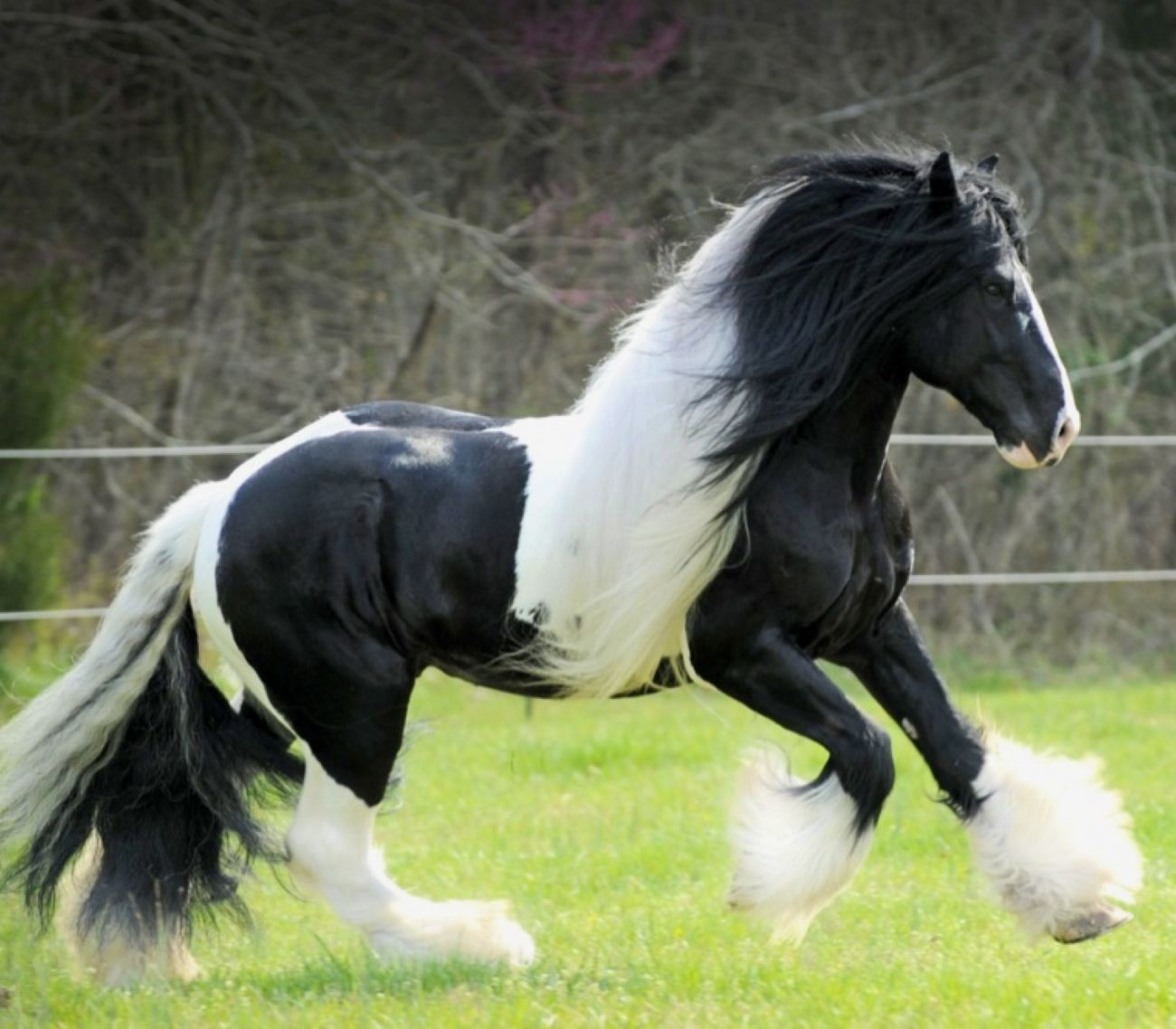 Diversas raças de cavalos em um pasto aberto