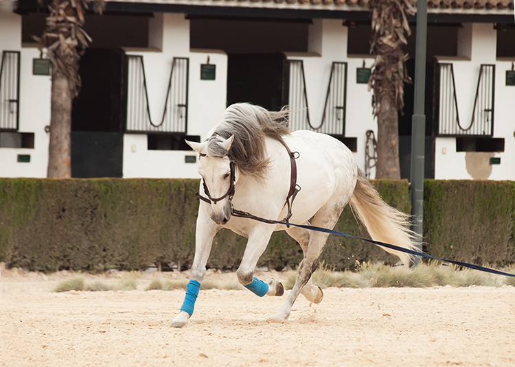 Cavaleiro domando um cavalo em um ambiente rural, mostrando técnicas de doma com eficácia e segurança.