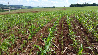 Plantação de milho e feijão em galpão no Centro-Oeste