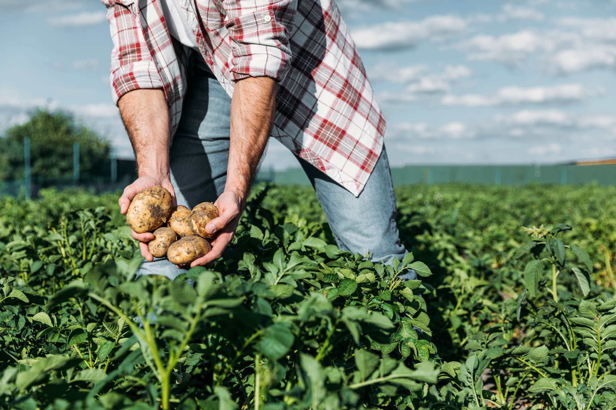 Cenário de agricultura sustentável com campos verdes e técnicas modernas de cultivo