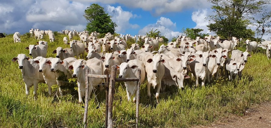 Técnicas de pastoreio para pecuária sustentável em um campo aberto.