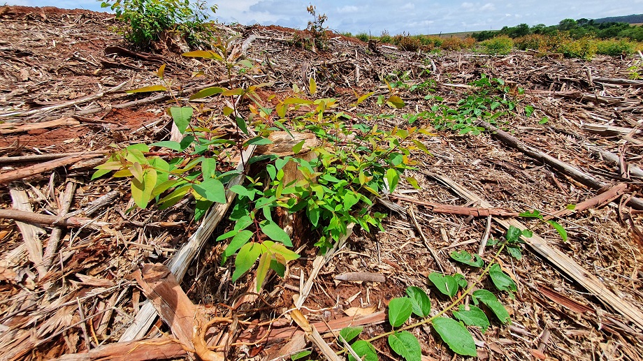 Plantação de eucalipto em uma paisagem rural, simbolizando a sustentabilidade no campo.