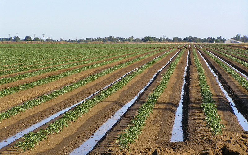 Técnicas de Irrigação no campo, mostrando um agricultor utilizando um sistema de irrigação eficiente.