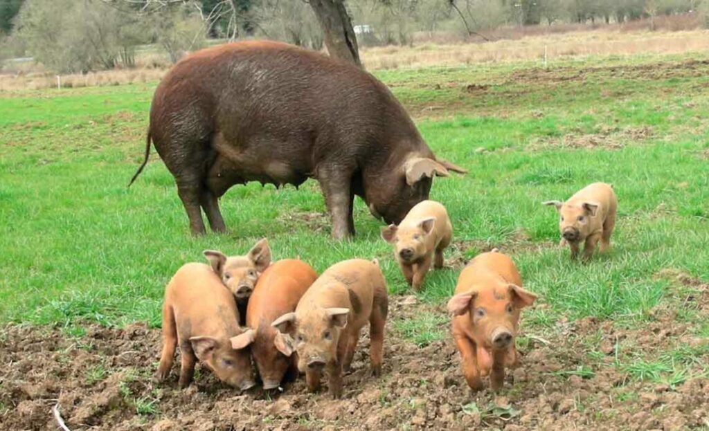 Um porco saudável em um pomar country com paisagens rurais ao fundo.