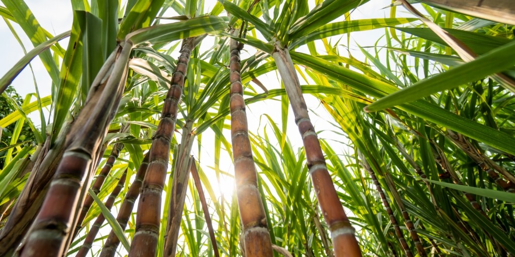 Plantação de café sob um céu azul, com canilhas de cana-de-açúcar ao fundo