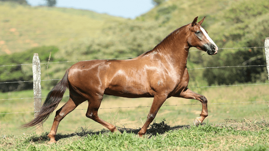 Cavalos Mangalarga Marchador em um campo aberto, simbolizando a beleza e a força da raça.