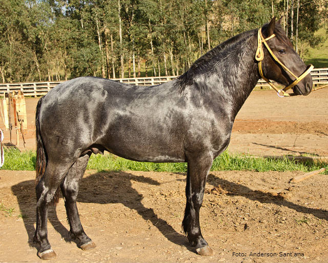 Cavalo mangalarga marchador em um pasto, representando a beleza e a força das raças brasileiras.