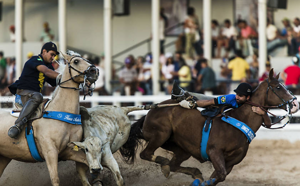 Cavaleiro em competição de vaquejada, montando um cavalo em alta velocidade enquanto tenta derrubar o boi.