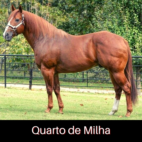 Cavalo Quarto de Milha correndo em uma fazenda