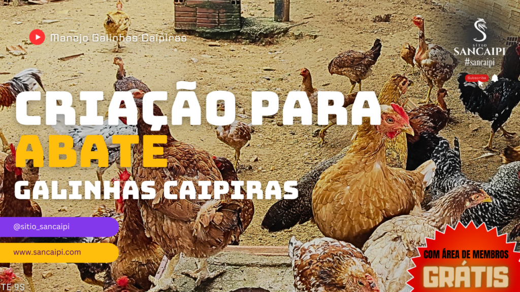 Galinhas Caipiras em um cercado no campo