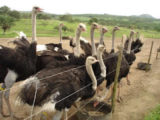 Avestruz em uma fazenda country