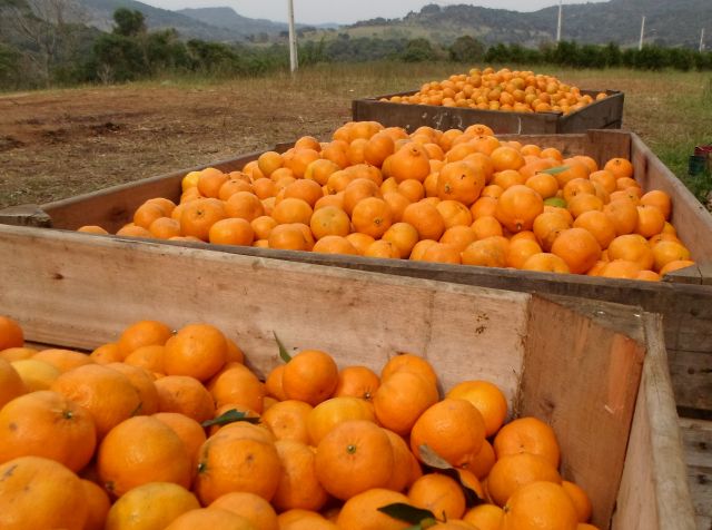 Plantação de frutas cítricas no Oeste Catarinense, representando o cultivo saudável e saboroso da terra.