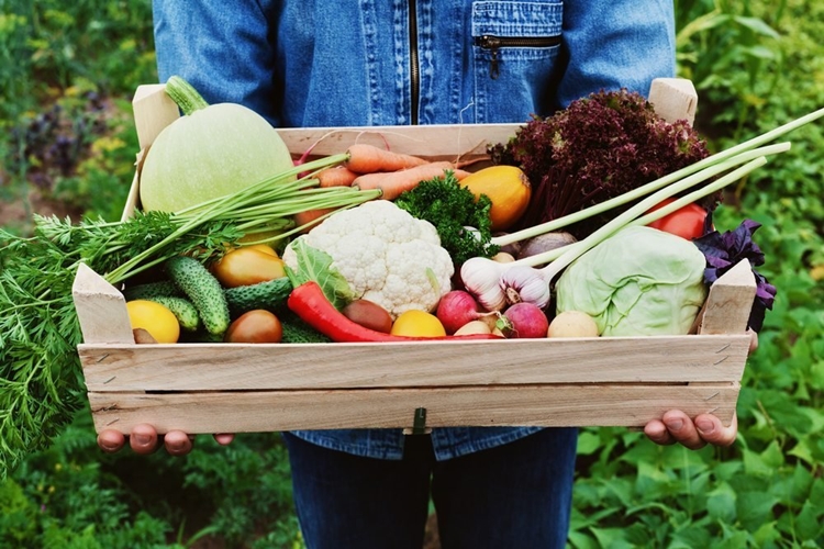 Plantação de frutas e vegetais em um campo country.