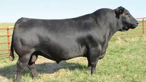 Morre touro avaliado em U$$ 110 mil que mais influenciou a raça angus no mundo - Revista Globo Rural | Boi