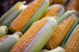 Como plantar milho no quintal: confira as dicas | Syngenta Digital