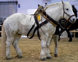 Percheron – Wikipédia, a enciclopédia livre
