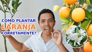 Como Plantar LARANJA para Rápida Frutificação em vaso!